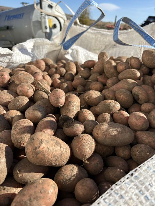 Cartofi samanta /animale