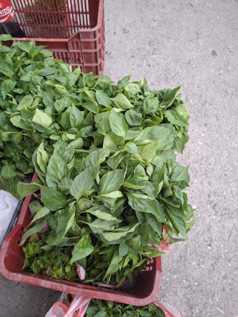 Продавам разсад чубрица,капия,шипка.