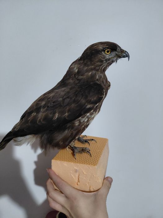 Uliu impaiat, taxidermie U2