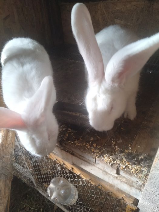 Vind 2 masculi UG albi de 7 luni vaccinat deparazitat