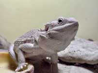Agama femela hypo zero
