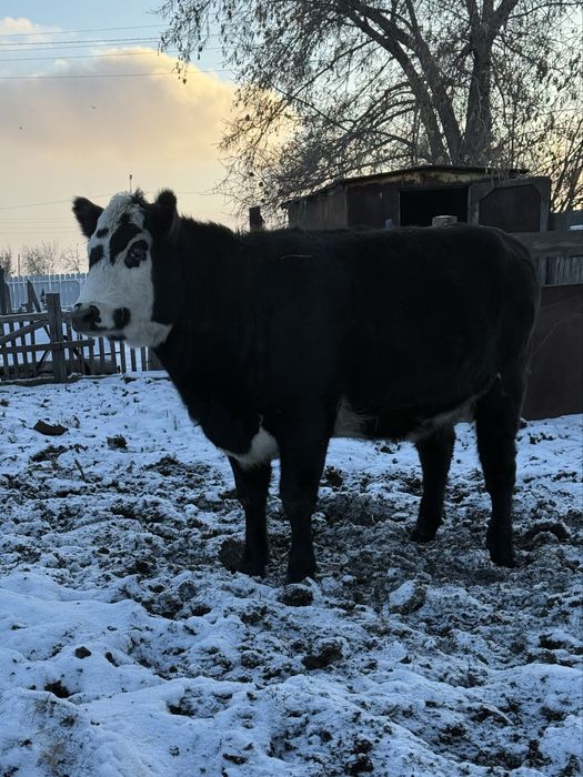 Продам стельную телку!