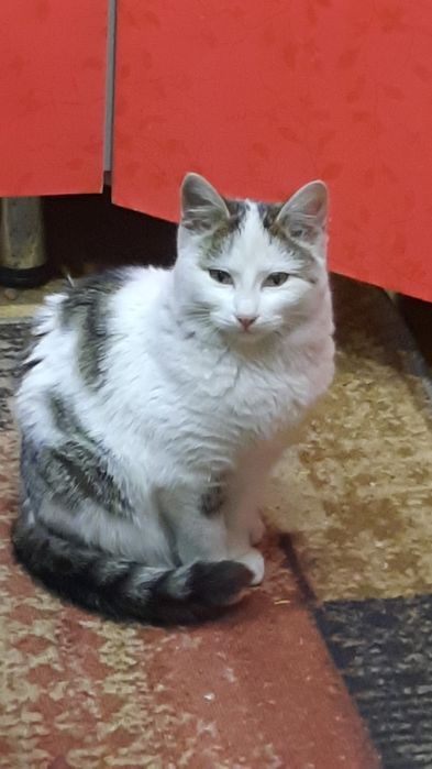 Кошечка бесплатно срочно!