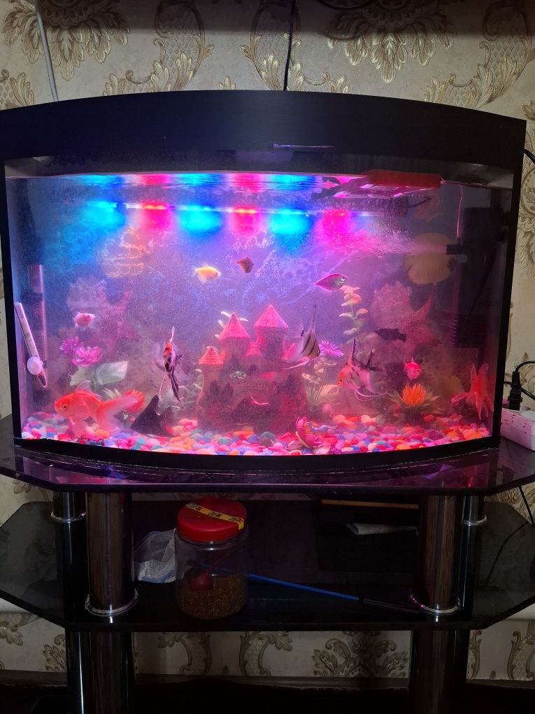 Akvarium  baliqlari blan