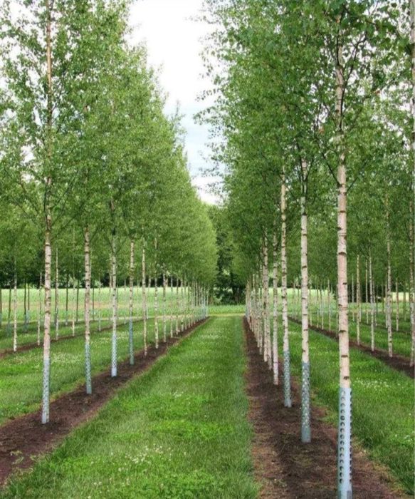 Vand brazi plante ornamentale