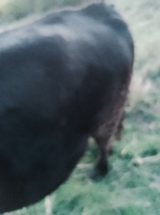 Мъжко теле за коледа 320-350кг