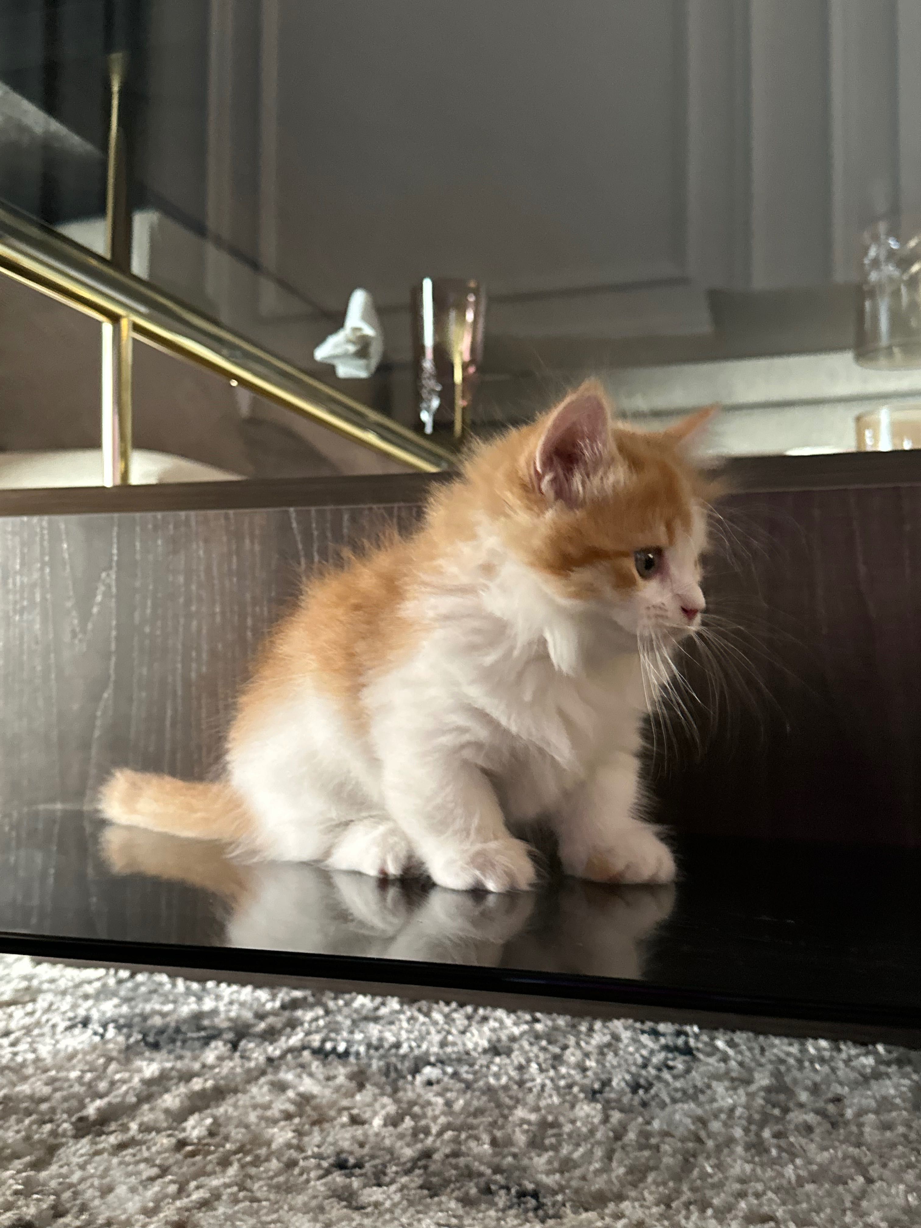 Манчкин (котенок породы манчкин)