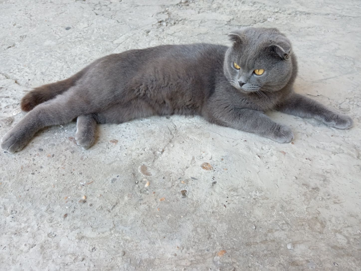 Erkak mushuk sotiladi