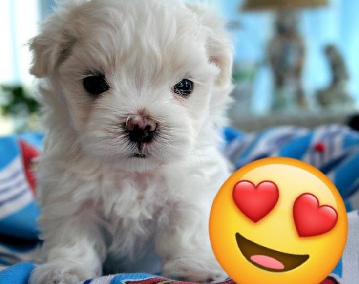 Bichon maltez mini toy dețin pedigree)