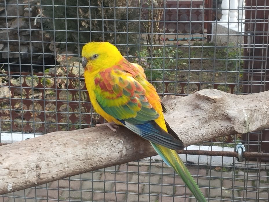 Agaponis si pui Nimfa sau  Cantares disponibil