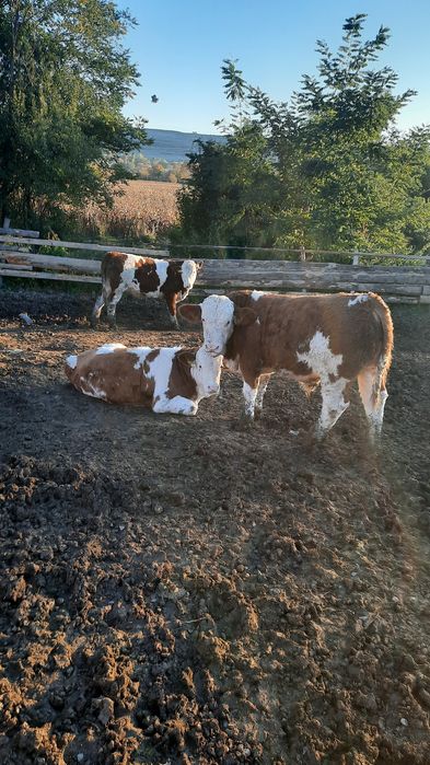 Vand vitei bălțați