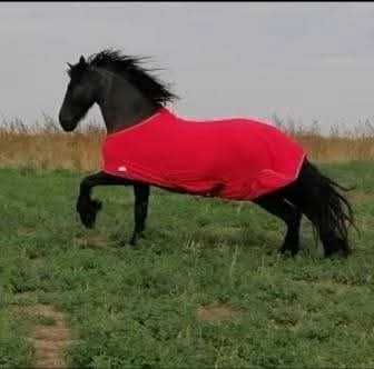 Iapa frizian friesian                .