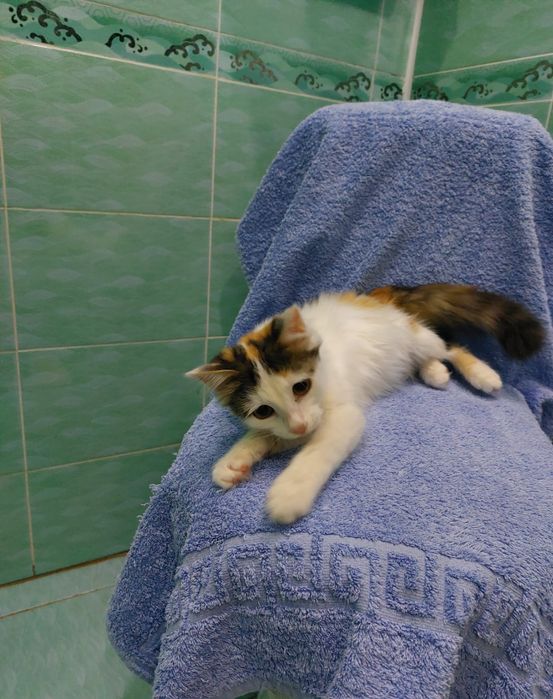 Лапочка девочка  ищет дом