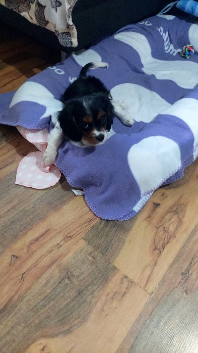 Продавам кавалер кинг чарлз шпаньол