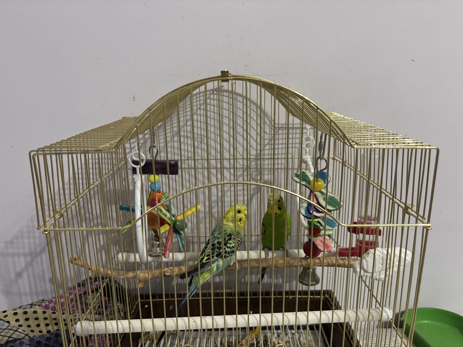 Продам волнистых попугаев