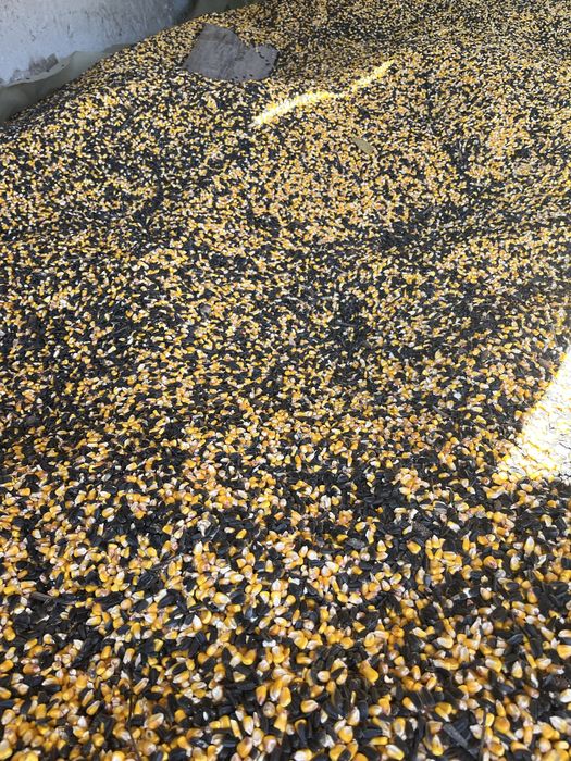 Микс царевица със слънчоглед