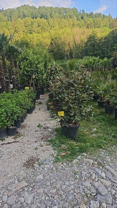 Plante ornamentale pentru grădini – transport și montare inclus