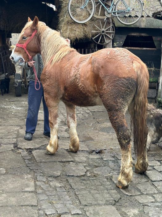 Mânz castrat de 1 an junate