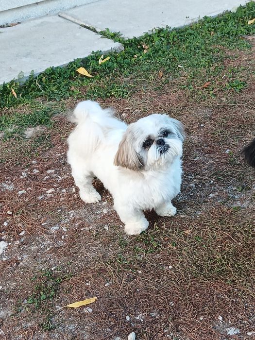 Pui shih tzu Panda Line
