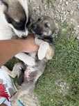 Catelusi spre adoptie
