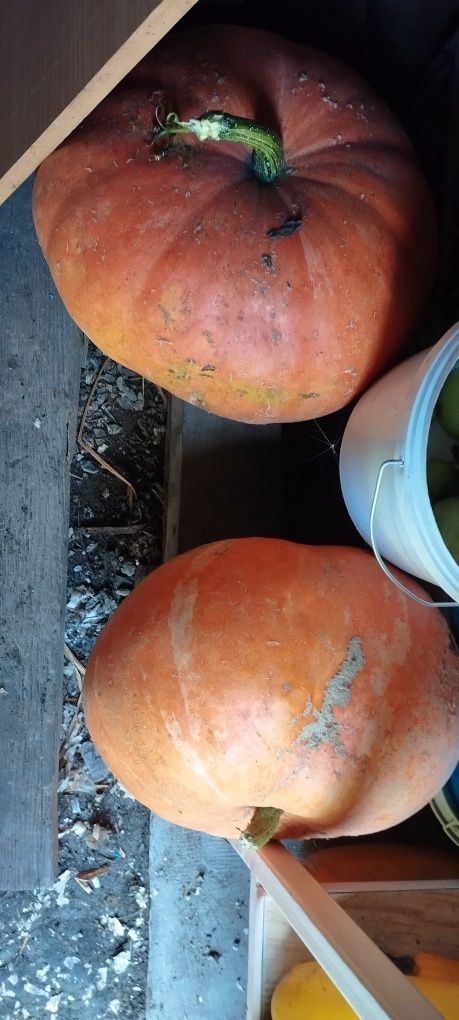 Продам картофель, тыква и тд.