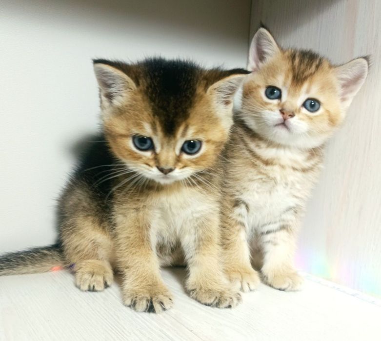 Шотландский котенок золотая шиншилла