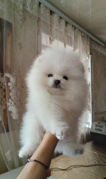 Щенки шпицев продаем