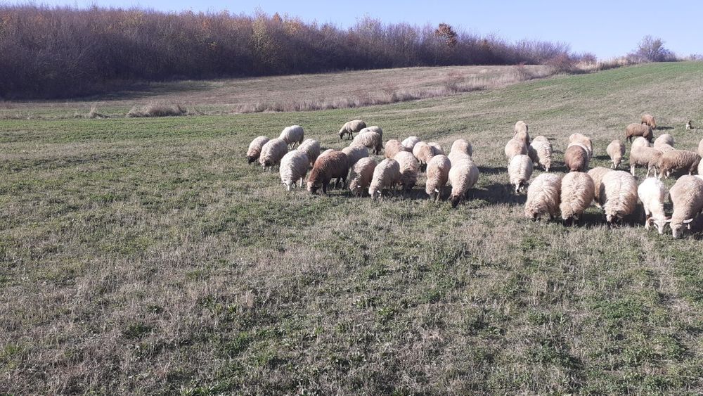 Turma de oi de vanzare