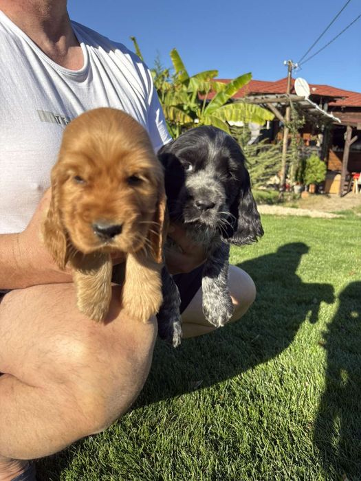 Чистокръвни Кокер Шпаньолчета момиче и момче