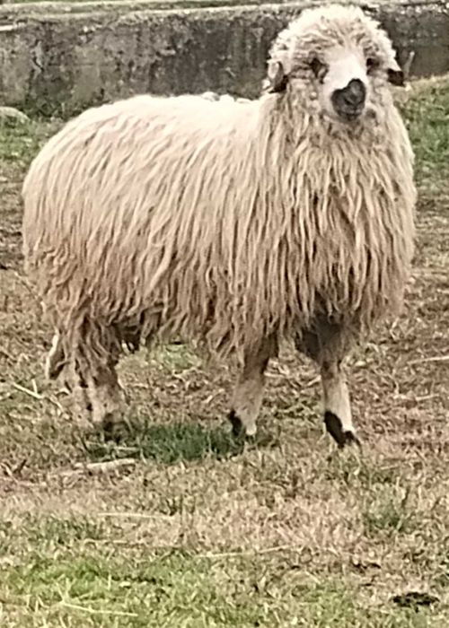 Berbecuț din primăvară