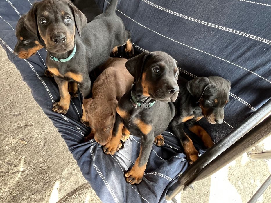 Малки Добермани.