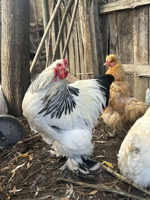 Cocos brahma herminat deschis
