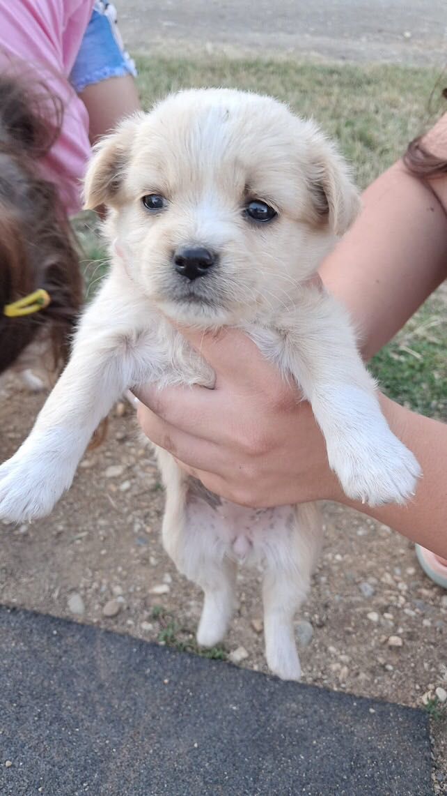 catelusi dati spre adoptie