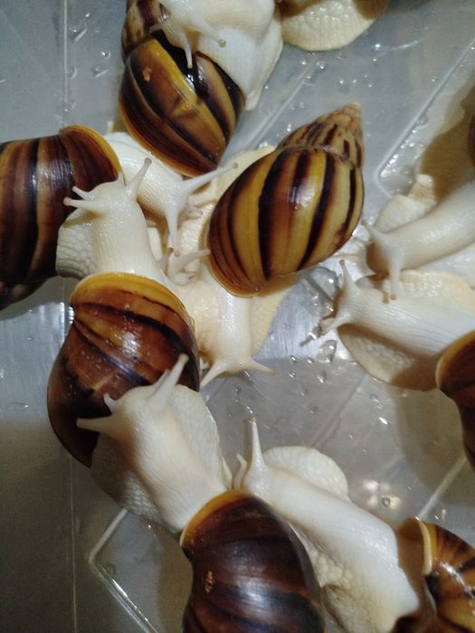 Улитки ахатины фулики Альбино боди 10 000 сум