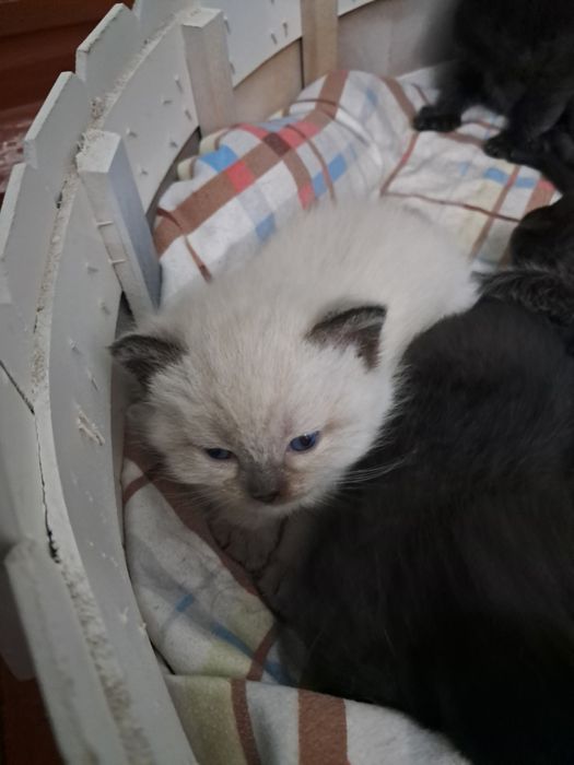 Котята сиямский и черный кошка шотландская