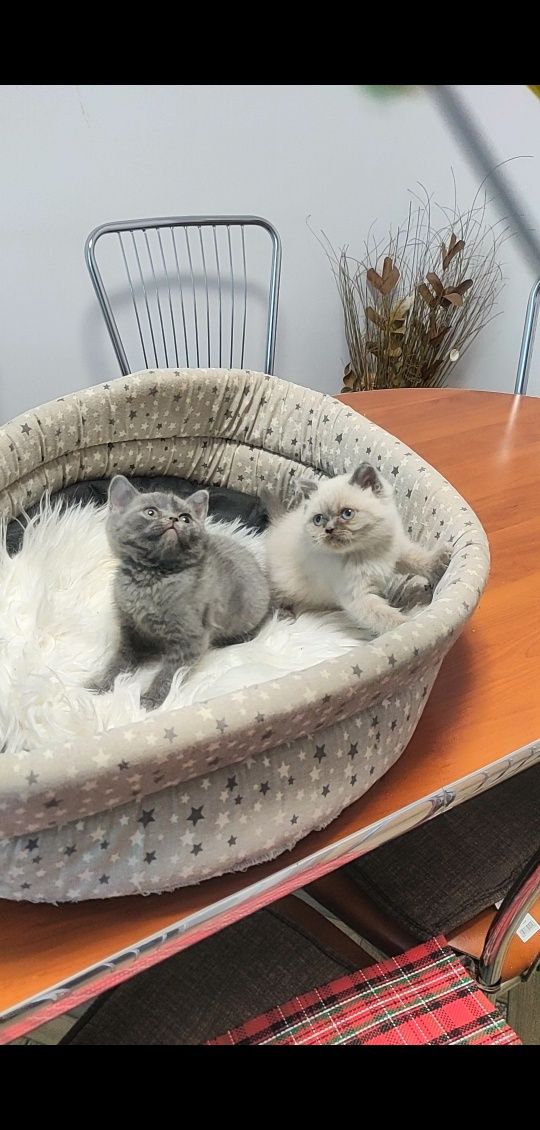 British shorthair