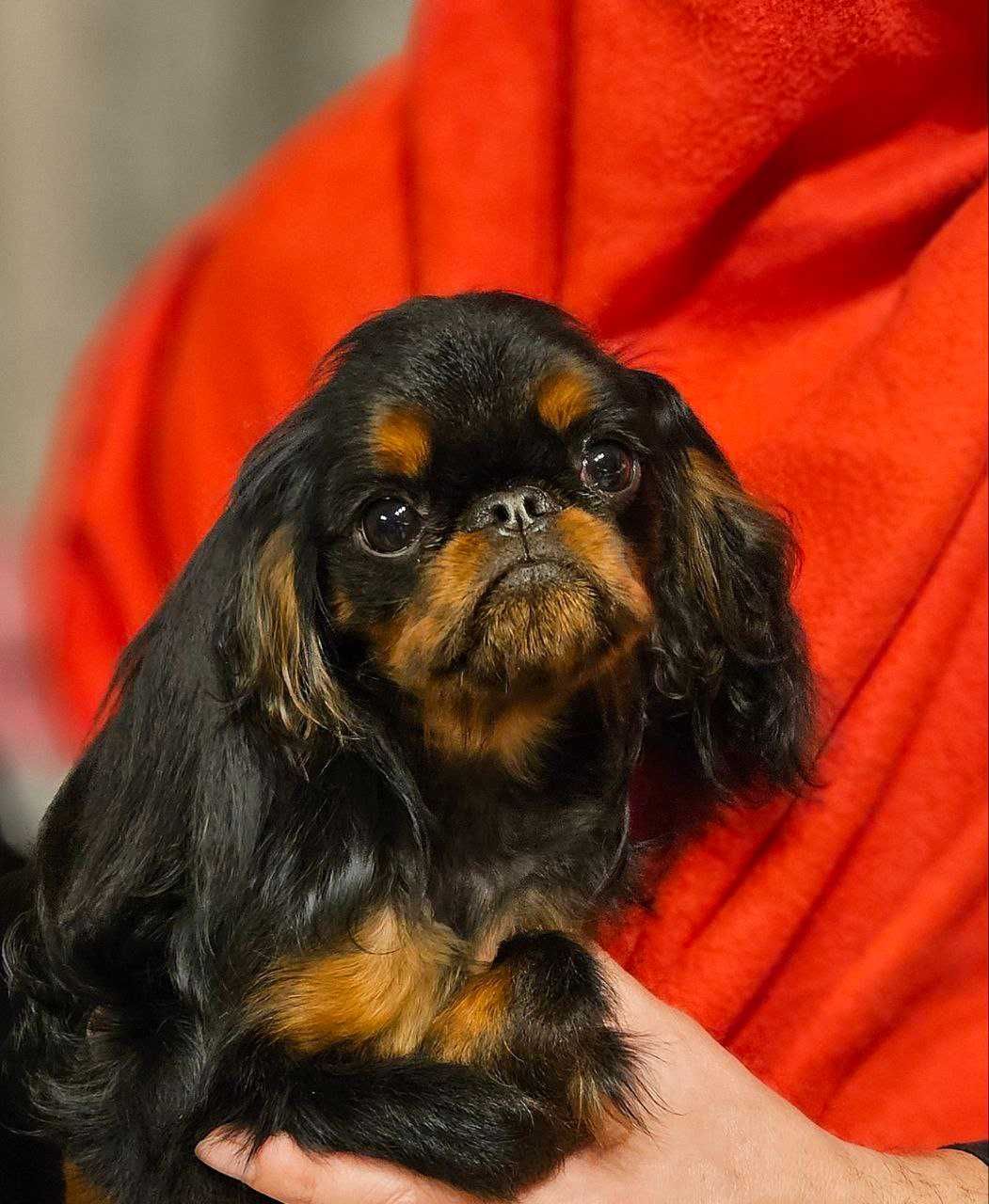 Băiat King Charles spaniel