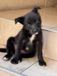 Adoptie pui de caine