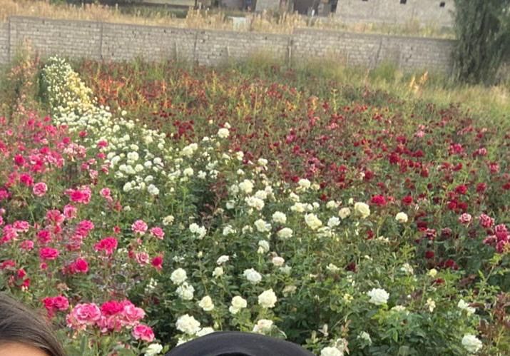 Саженцы роз 12000