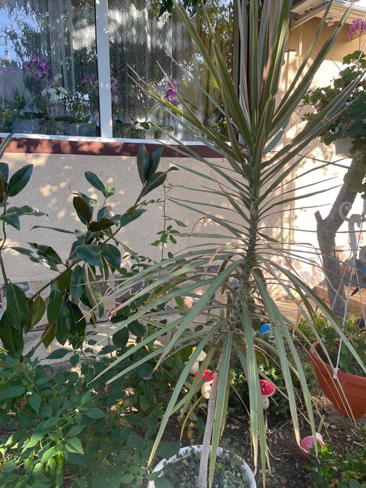 Flori de interior și exterior