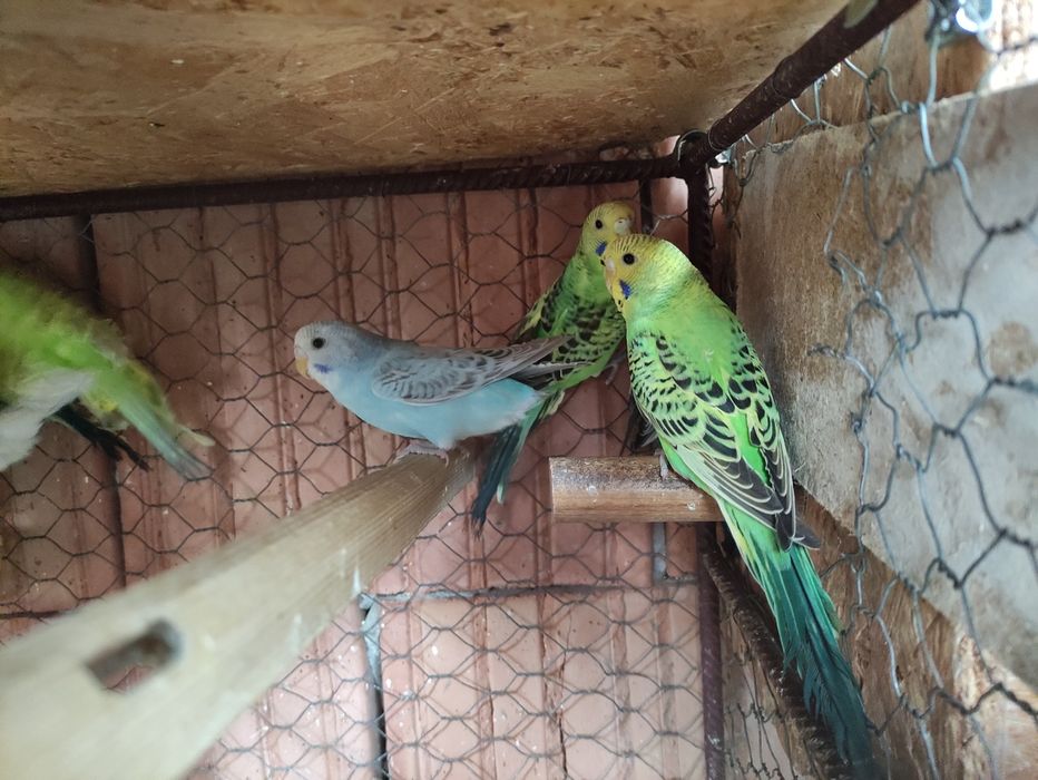 Papagali Perusi tineri