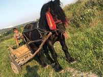 Vând armăsar foarte cuminte!