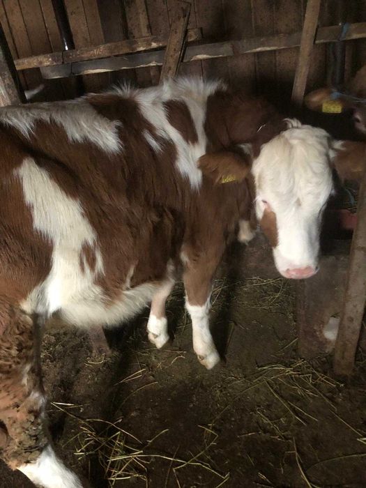 Vitica Baltata Romineasca