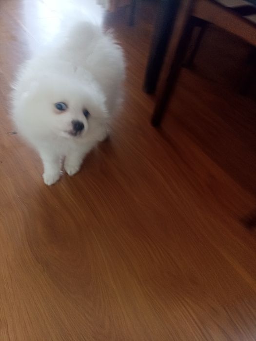 Продава се. Пумеран на 3 месеца ваксиниран 500 лв за сериозни може ком