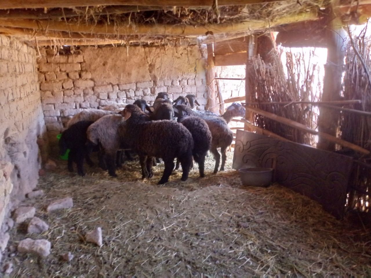 Qo'y va qo'zilar sotiladi, Manzil Yangibozor tumani