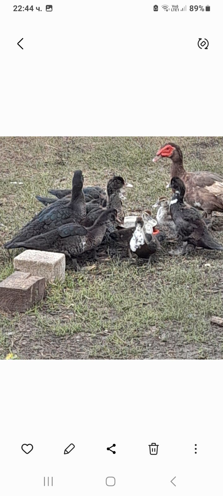 Продавам Неми патици