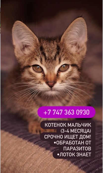 Котята мальчики срочно ищут дом!