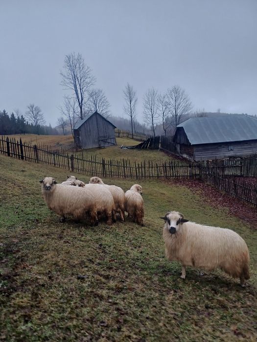 Vând 6 oi tinere