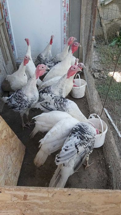 Curcani (pui de curcă)