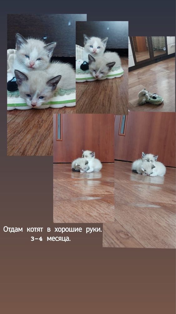 БЕСПЛАТНО Отдам котят в хорошие руки